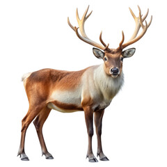 Majestic reindeer grazing in nature's habitat wildlife photography scenic viewpoint