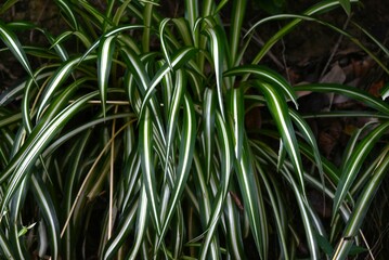 Spider plant (Chlorophytum comosum) leaves. Asparagaceae evergreen perennial plants. An ornamental plant native to South Africa.