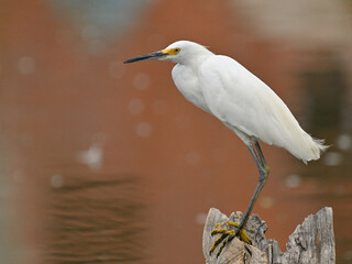 ユキコサギ Snowy Egret