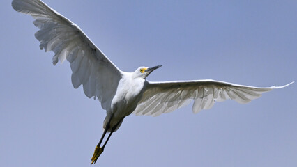 ユキコサギ Snowy Egret