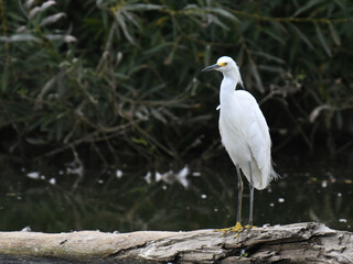 ユキコサギ Snowy Egret