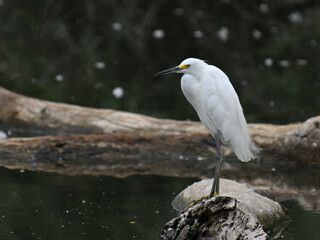 ユキコサギ Snowy Egret
