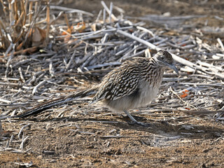 オオミチバシリ Greater Roadrunner