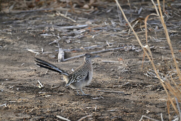オオミチバシリ Greater Roadrunner