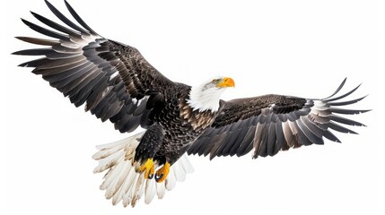 Naklejka premium Adult Steller's sea eagle in flight. Scientific name Haliaeetus pelagicus. Isolated on white background.