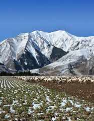 Sheep on a High Country Farm at castle Hill in Winter