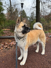 American Akita dog standing on a gravel driveway looking at animals.  