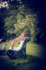 Portrait of a red bull terrier on a bench. English Bull Terrier.