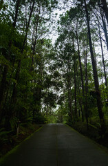 Photography landscape vertical beautiful nature view walk way hiking journy travel on mountain after season rain forest wild look fog green tree and moss on road has air fresh atmosphere peaceful