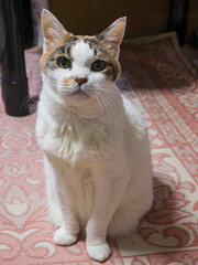 白三毛猫「朔」。 彼女は2000年に我が家に迷い込んできた保護猫。
White tortoiseshell cat “Saku”. She is a shelter cat that wandered into our house in 2000.