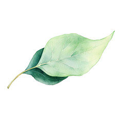 A eucalyptus leaf, botanical theme, watercolor style, pastel greens, isolated on white background 