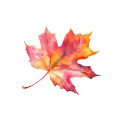 Obraz premium A maple leaf, nature element, watercolor illustration, autumn shades, isolated on white background