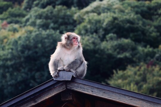 Japanese  macaque monkey on a roof top in kyoto, japan