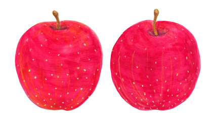 水彩で描いた赤いりんごのイラスト素材