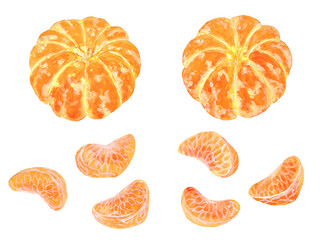 水彩で描いた皮をむいたみかんとみかんの房のイラスト素材
