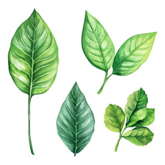 vector set of green leaf watercolor, perfect for invitations, greeting cards, and artistic projects
