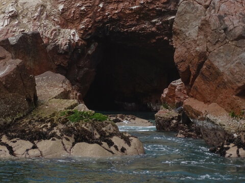 Foche nere su roccia