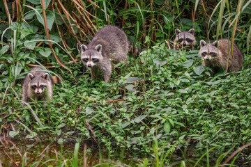 A family of Raccoons