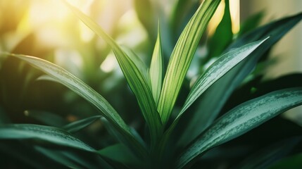 Obraz premium Nurturing indoor plants home environment close-up photography natural light greenery concept for serenity and wellness