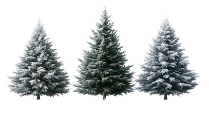 A snowy evergreen Christmas tree branch illustration