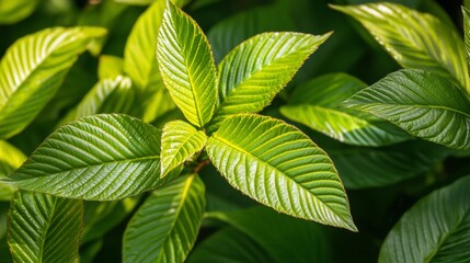 Lush green leaves forest nature photography close-up natural light botanical beauty for eco-friendly lifestyle