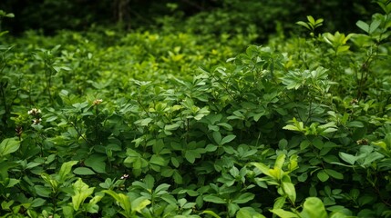 Lush green foliage forest nature photography vibrant environment close-up view natural beauty