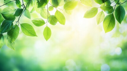 Lush green leaves illuminated by soft sunlight nature scene close-up view vibrant environment tranquility concept
