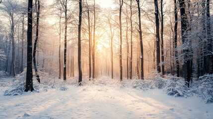 Obraz premium A snow-covered forest with bare trees and a soft winter glow, evoking a peaceful, chilly atmosphere