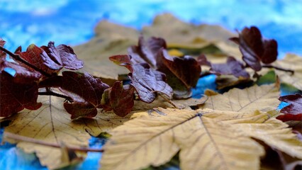 Still Life - Autumn compositions, the beauty of the forest
