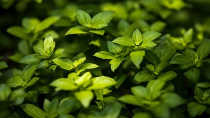 Lush green leaves botanical garden nature photography fresh environment close-up view vibrant flora for wellness