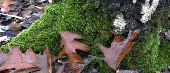 Shades of Leaves, the Dance of Autumn