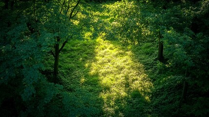 Fototapeta premium Sunlight through trees illuminates lush greenery in forest nature photography peaceful environment aerial view serenity