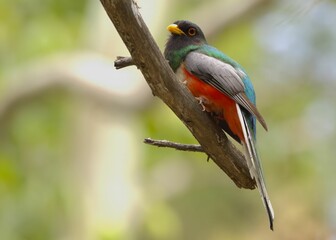 Vibrant trogon bird in lush forest