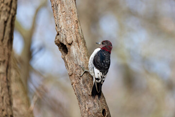 Juvenile Red-headed Woodpecker,  (Melanerpes erythrocephalus). A young, uncolored bird changing its head feathers in Ohio state park.