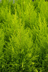 Small Lemon Cypress trees ready to buy for Christmas holiday decoration, as a nature background
