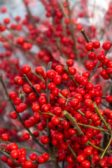Bundle of twigs with red winter berries ready to purchase, Christmas and holiday decoration
