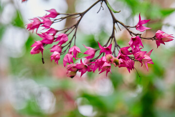 Close-up view of pink Java Glory Bean blooming on branch