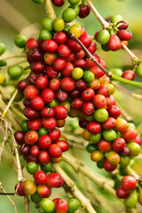 Coffee beans ripening on a tree             