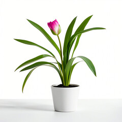 Plant pot flower isolated on white background