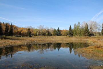 autumn trees reflected in water