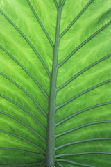 Large Leaf