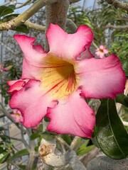 Desert Rose