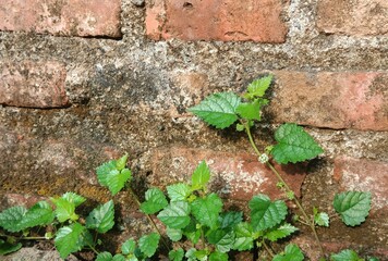 Plant growing on on brick wall, pilea pumela 