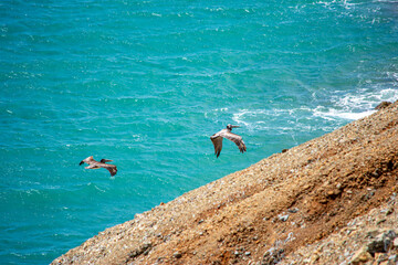 Pelicans Soaring Over the Turquoise Waters of Cabo de la Vela, La Guajira, Colombia