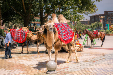 Fototapete bei efototapeten.de bestellen   