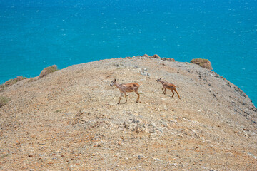 Scenic View of Cabo de la Vela with Guajiro Animals Against the Azure Coastline