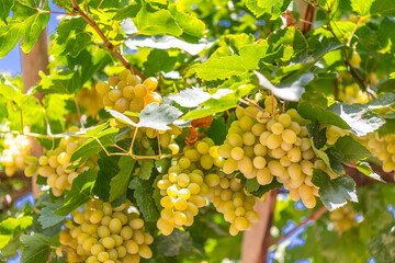 Green grapes with leaves on the vine, fresh fruits and famous from Turpan , Xinjiang, China