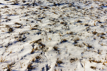 In winter, the meadow is covered with snow