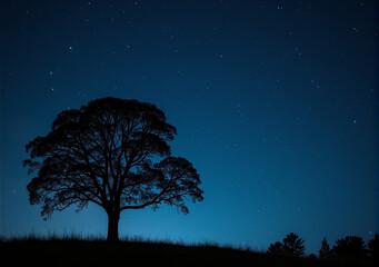 Tree in the night with stars