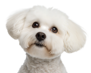 Bichon Frise portrait looking at camera isolated on white background. Bichon Frise headshot on white background